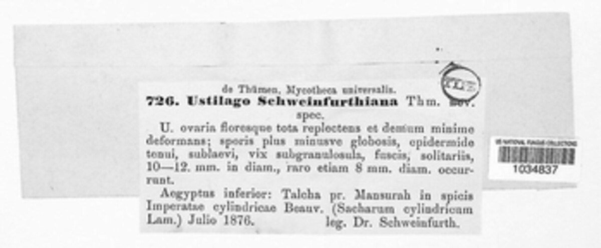 Sporisorium schweinfurthianum image